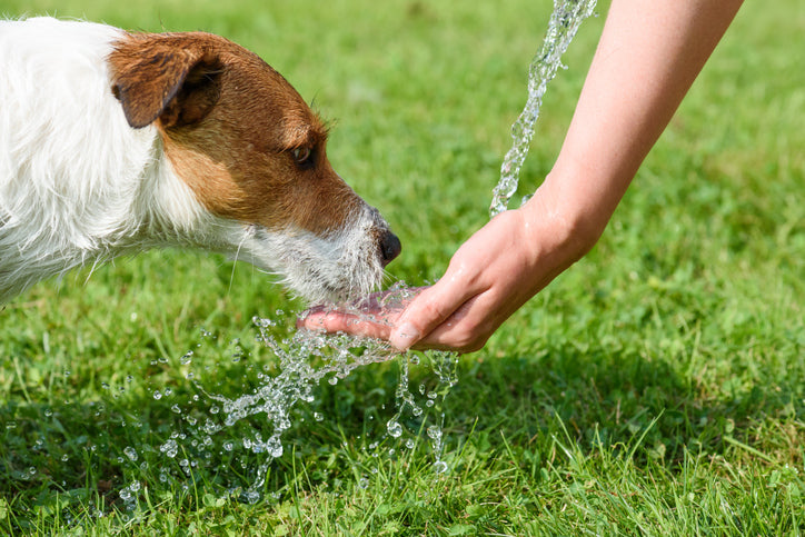 can pets drink hydrogen water