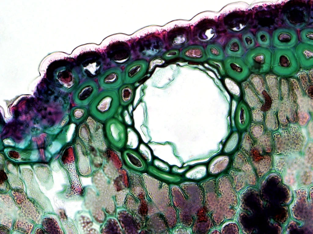 Beyond the Cholesterol Number: Molecular Hydrogen and Lipoprotein Biology