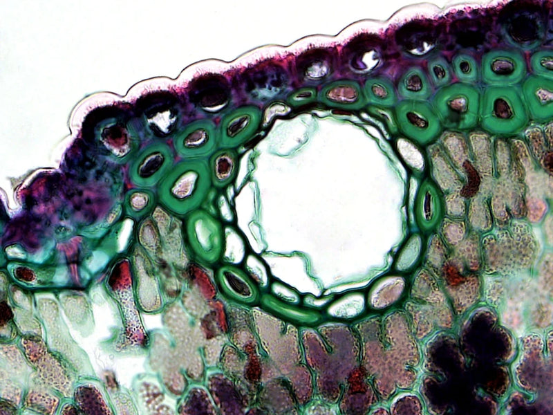 Beyond the Cholesterol Number: Molecular Hydrogen and Lipoprotein Biology